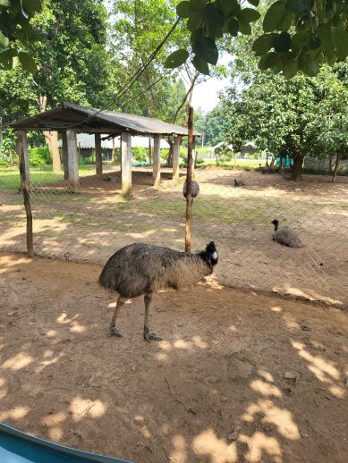 Image of Emu Bird