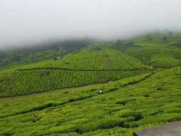 Image of Lush Tea Plantations, Eravikulam National Park, Kerala.